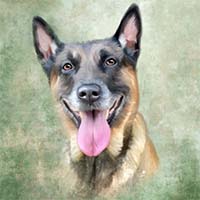 Avatar for Team K9 Bragi