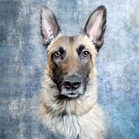 Avatar for Team K9 Ghost