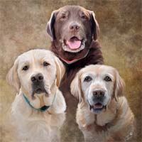 Avatar for Abby (Lake Erie Labrador Retriever Rescue)
