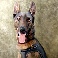 Avatar for Will , Navy Seal and Author of "No Ordinary Dog"