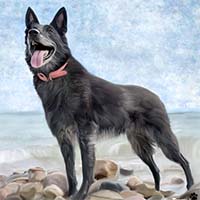 Avatar for Jason: Project K9 Hero