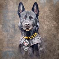Team K9 Mattis