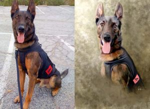 Wet Nose Creative- K9-cairo-BA