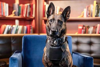 david-holzemer-wetnosecreative-k9-tango-original